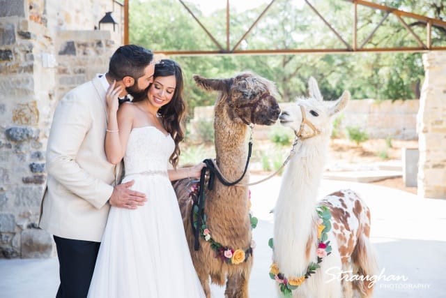 wedding photos with alpacas and lama