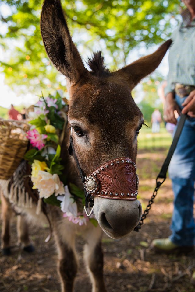 Haley's Wedding at Elm Pass Woods reception beer burro
