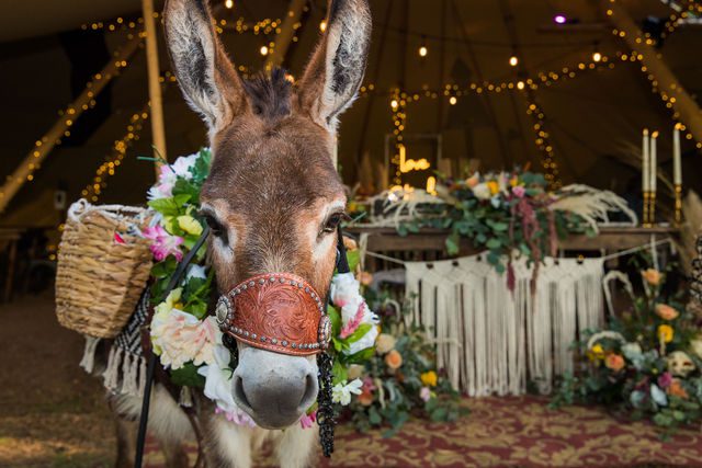 Haley's Wedding at Elm Pass Woods reception little donkey