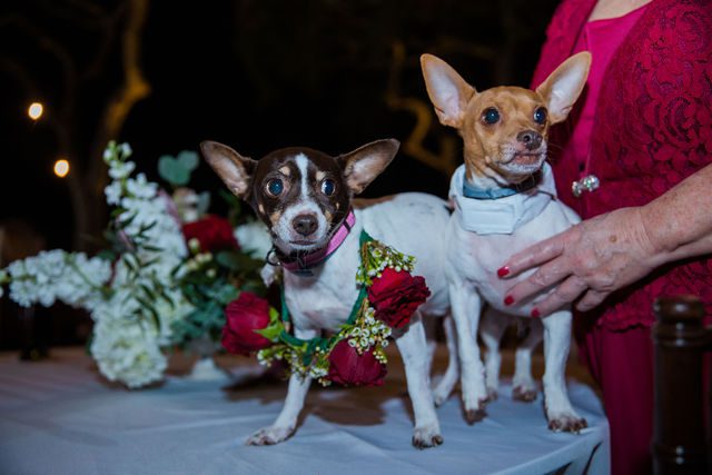 Pixley wedding in Garden Ridge reception doggies dressed up